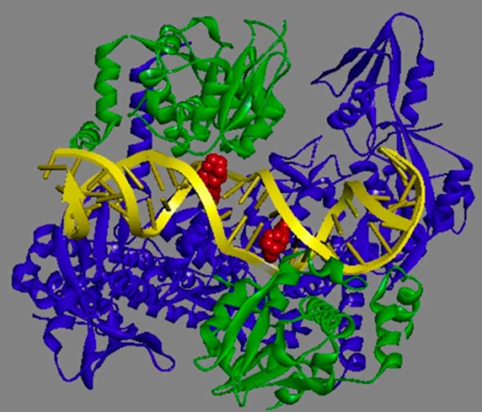 Ảnh: Hai phân tử Moxifloxacin (màu đỏ) cách nhau 4 cặp base gắn vào phức hợp DNA – DNA topoisomerase IV (các tiểu đơn vị A và B tương ứng có màu xanh dương và xanh lá cây) của vi khuẩn Acinetobacter baumannii. Phức hợp này làm đứt gãy DNA khiến cho vi khuẩn chết.