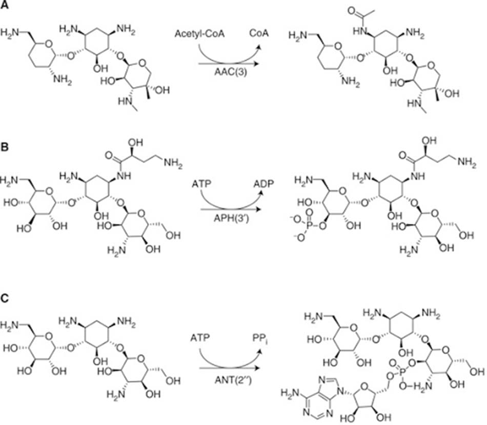 Ảnh. (A) AAC(3) acetyl hóa Gentamicin. (B) APH(3’) phosphoryl hóa Amikacin. (C) ANT(2’’) adenyl hóa Kanamycin A.