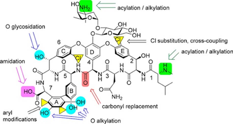 Ảnh. Các hướng đi có thể để bán tổng hợp một kháng sinh nhóm Glycopeptide mới từ Vancomycin.