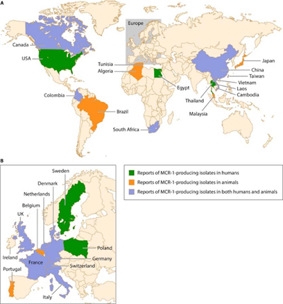 Ảnh. Bản đồ các quốc gia tìm thấy vi khuẩn mang gene mcr-1 trên thế giới.