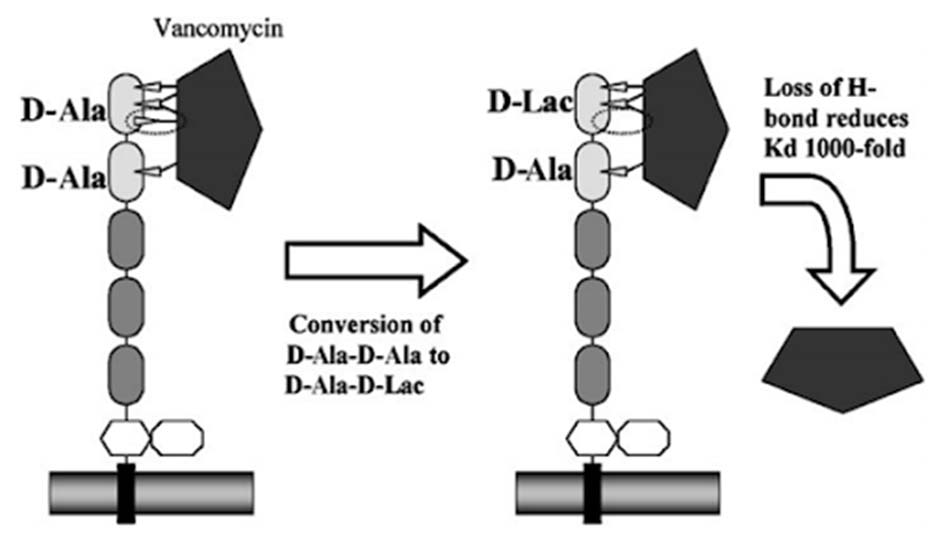 Cơ chế đề kháng với Vancomycin