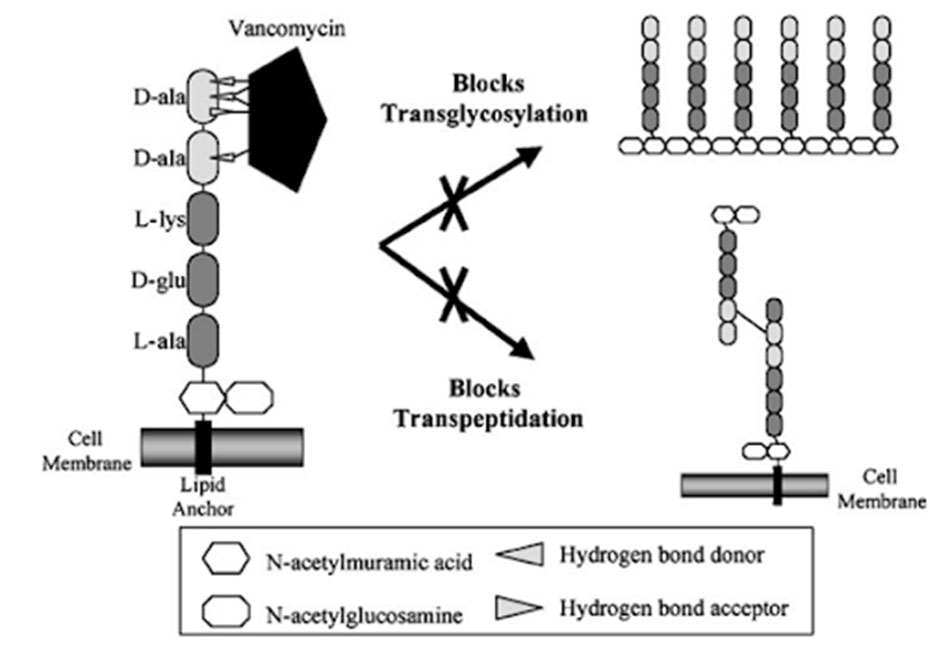 Cơ chế tác dụng của Vancomycin.