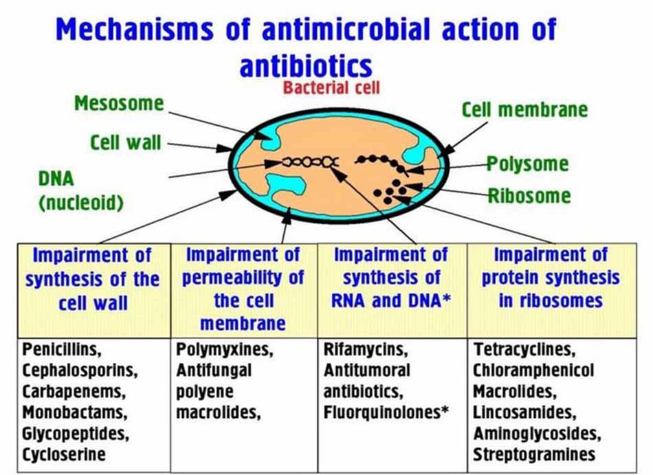 Cơ chế tác dụng của kháng sinh nhóm Tetracycline