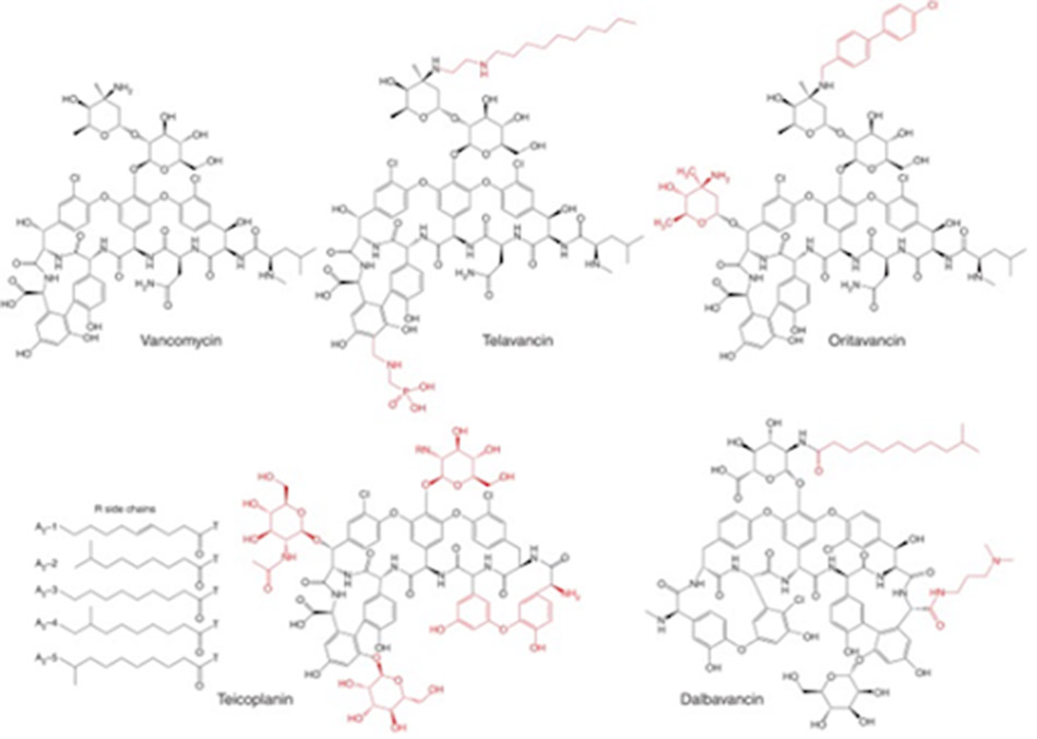 Cấu trúc hóa học của 5 loại Glycopeptide hiện đã được phê duyệt trên lâm sàng.