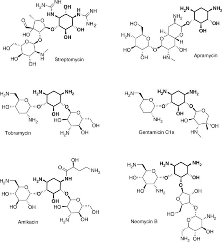 Ảnh. Cấu trúc hóa học của một số đại diện cho nhóm kháng sinh Aminoside.