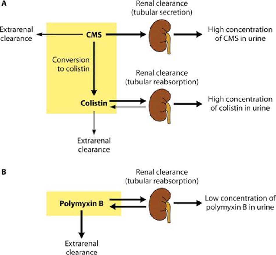 Ảnh. Dược động học thải trừ của (A) Colistimethate và Colistin và (B) Polymyxin B.