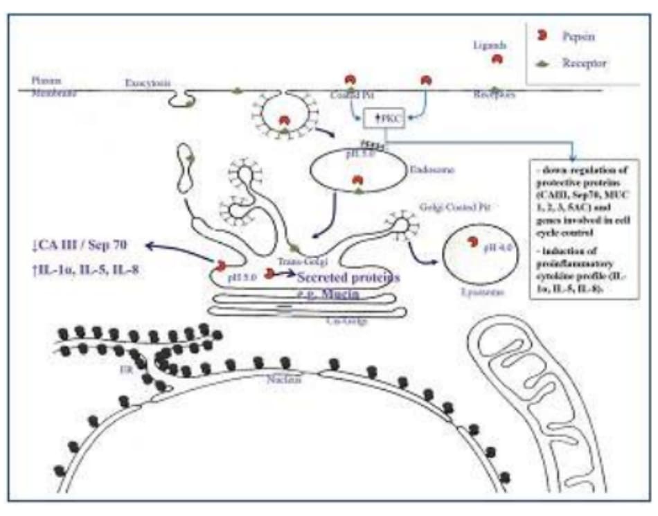 Hình 5-1: Các thụ thể và phối tử của chúng thường được sắp xếp trong endosome muộn và TRG. Khi pepsin không hoạt động được đưa lên bởi các tế bào biểu mô thanh quản bằng cách nhập bào qua trung gian thụ thể, nó có thể được kích hoạt lại trong các khoang nội bào có độ pH thấp hơn và dođó gây tổn thương nội bào. Ngoài ra, liên kết / kích hoạt thụ thể bề mặt tế bào có thể đưa ra một tín hiệu tế bào ảnh hưởng tiêu cực đến chức năng tế bào.