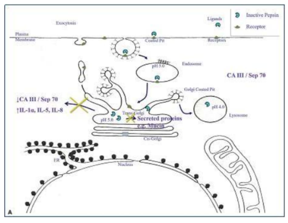 Hình 5-2.A. A. Một chất ức chế không thể đảo ngược của pepsin sẽ ngăn chặn sự hấp thu pepsin không hoạt động bởi các tế bào biểu mô thanh quản từ được kích hoạt lại trong các khoang nội bào có độ pH thấp hơn. (tiếp tục)