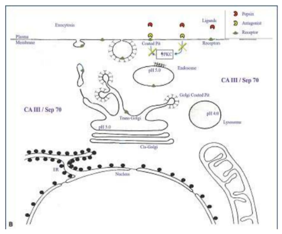 Hình 5-2. B. (tiếp theo). Một chất đối kháng thụ thể pepsin cụ thể sẽ ngăn ngừa tổn thương dạ dày thông qua việc ức chế sự hấp thu và điều hoà tín hiệu tế bào.