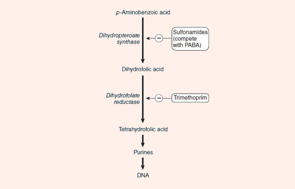 Cơ chế tác dụng của các kháng sinh nhóm Sulfamide và Trimethoprim