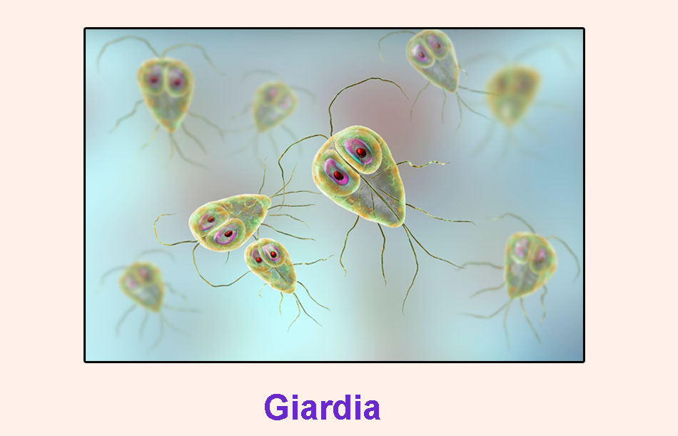 Chủng Giardia