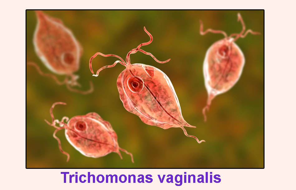 Vi khuẩn Trichomonas vaginalis