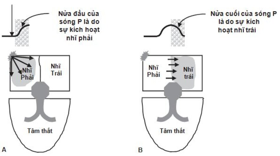 Hình 2.2: Hoạt hóa nhĩ - sóng P. Khi nút xoang phát xung, không có hoạt động điện nào được ghi lại trên ECG. Sóng đầu tiên là sóng P, nó đại diện cho sự kích hoạt tâm nhĩ. Nửa đầu của sóng P đại diện cho sự kích hoạt nhĩ phải và nửa cuối của sóng P đại diện cho sự kích hoạt nhĩ trái.