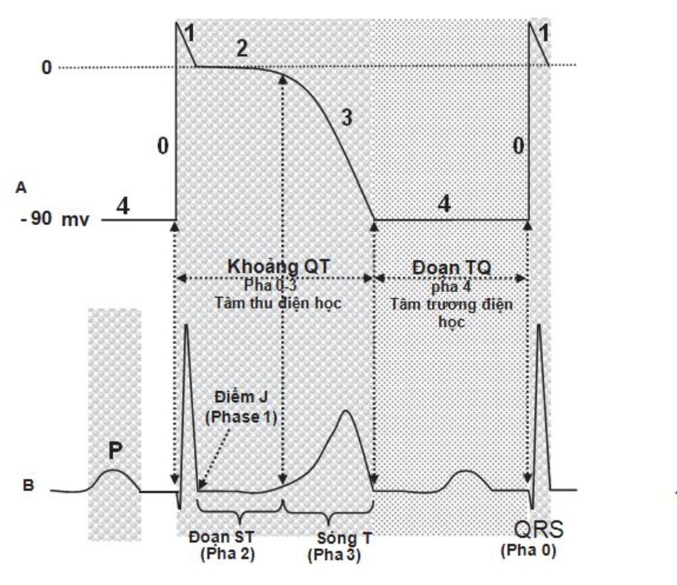 Hình 2.13: Điện thế hoạt động qua màng và ECG bề mặt. 0 Điện thế hoạt động qua màng của tế bào cơ thất (A) tương ứng với ECG bề mặt (B). Pha 0 của điện thế hoạt động tương đương với phức bộ QRS, pha 1 điểm J, pha 2 đoạn ST, pha 3 sóng T, pha 4 đoạn TQ. Chú ý rằng: quá trình khử cực và tái cực xảy ra trong thời kỳ tâm thu. Điều này tương ứng với khoảng QT. Tâm trương, tức là pha 4, giai đoạn nghỉ, tương ứng với khoảng TQ.