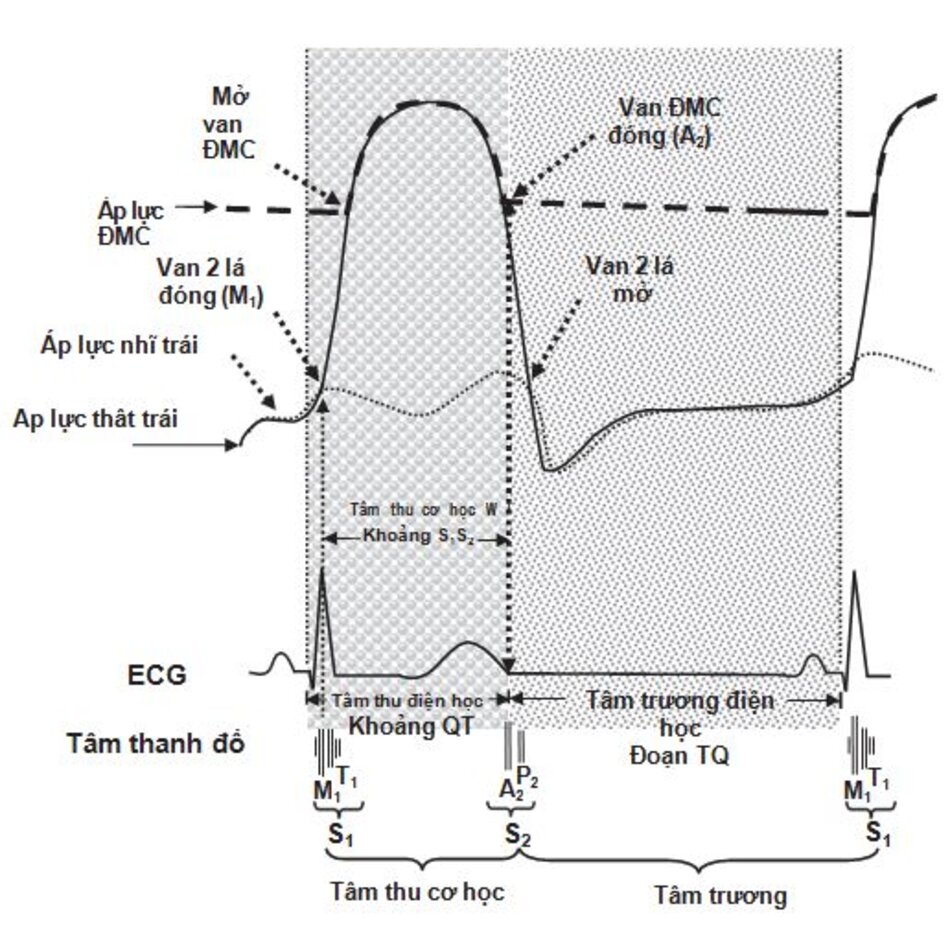 Hình 2.14: Tâm thu, tâm trương điện học và cơ học. ECG, thất trái, nhı ̃ trái và áp lực gốc động mạch chủ được biểu diễn. Tâm thu điện học tương ứng với khoảng QT trên ECG. Tâm thu cơ học được bắt đầu từ S1 (tiếng tim thứ nhất) do sự đóng lại của van hai lá (M1) và van ba lá (T1), và kéo dài đến S2 (tiếng tim thứ hai) do sự đóng lại của van động mạch chủ (A2) và động mạch phổi (P2). Có một sự chậm trễ cơ điện nhỏ từ lúc bắt đầu phức bộ QRS đến tiếng S1. Tâm trương điện học tương đương với đoạn TQ trên ECG. Điều này tương ứng với tâm trương cơ học bắt đầu từ S2 đến S1.