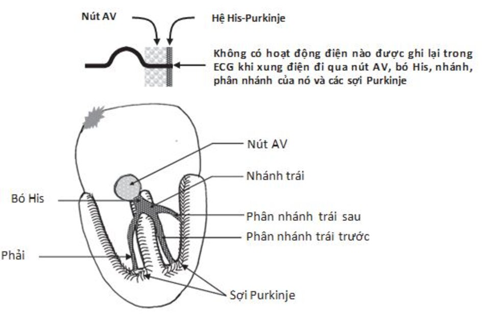 Hình 2.3: Hoạt hóa nút nhĩ thất và hệ His-Purkinje. Sự lan truyền xung ở nút nhĩ thất và hệ His-Purkinje sẽ không gây ra bất kỳ sóng nào trên ECG và được biểu hiện bởi một đường đẳng điện sau sóng P.