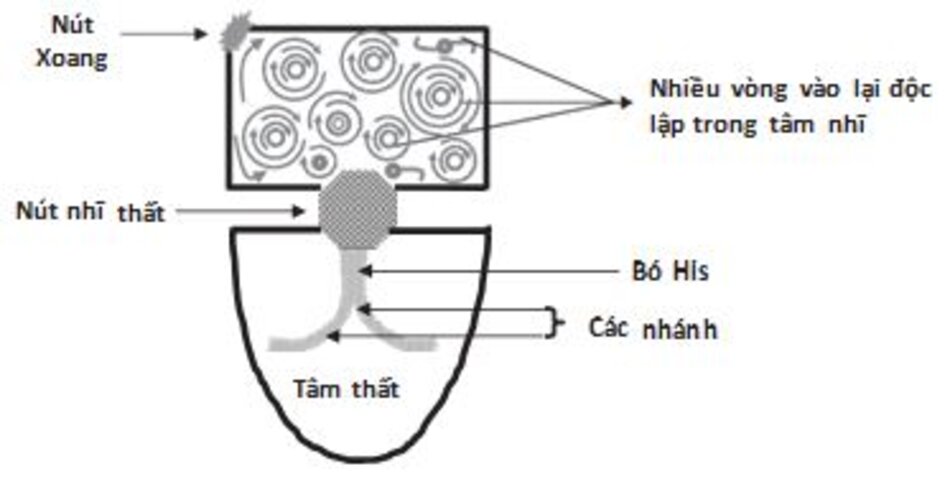 Hình 19.6: Sơ đồ hình ảnh rung nhĩ. Rung nhĩ là rối loạn nhịp do vòng vào lại đặc trưng bởi sự hiện diện của các vòng vào lại độc lập trong tâm nhĩ với tần số trên 350 lần/phút. Các vòng vào lại này có thể bị khởi kích bởi xung động ngoại vị từ tĩnh mạch phổi cũng như vị trí các tĩnh mạch lớn đổ vào trong tâm nhĩ.