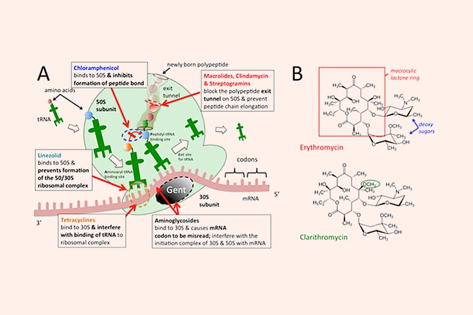 Các vị trí tác động của kháng sinh trên ức chế tổng hợp protein vi khuẩn. Có thể thấy Clindamycin có cơ chế tương đồng với các Macrolides và Streptogramines