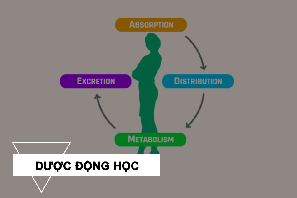 Dược động học của thuốc Dexlansoprazole