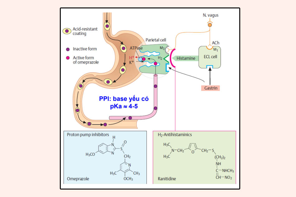 Đường đi của các thuốc PPIs sau khi uống