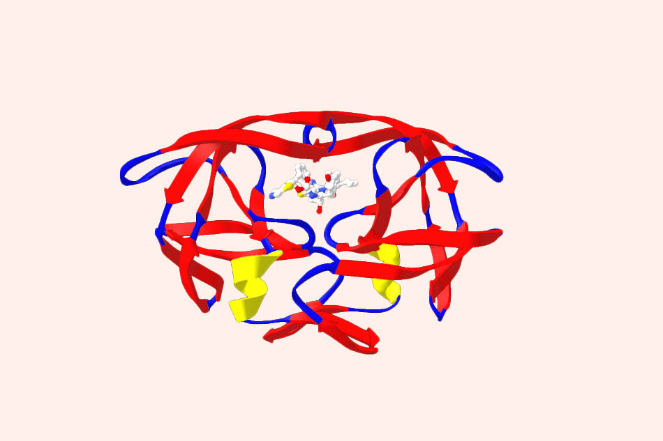 Ritonavir liên kết với vị trí hoạt động của Protease
