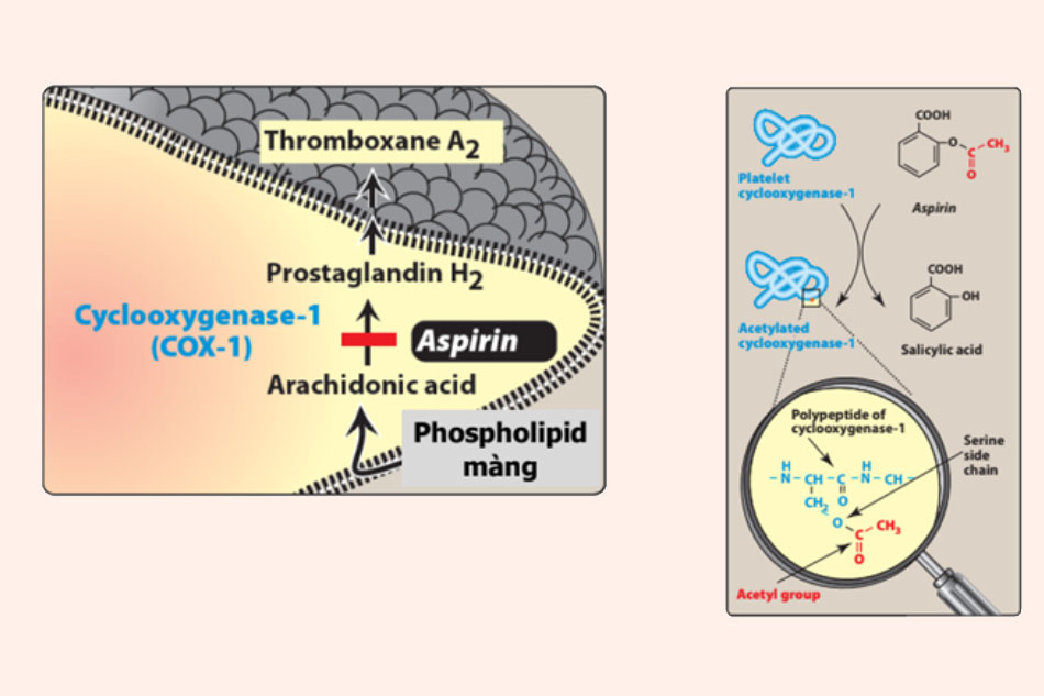Cơ chế tác dụng của Aspirin