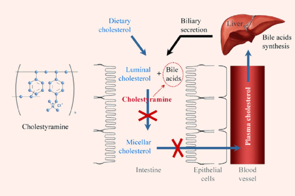 Cơ chế tác dụng của Cholestyramine