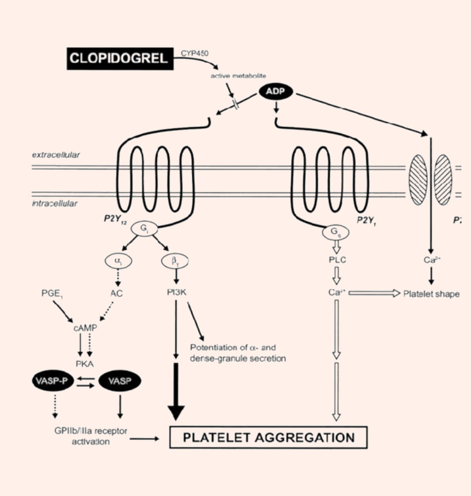 Cơ chế tác dụng của Clopidogrel