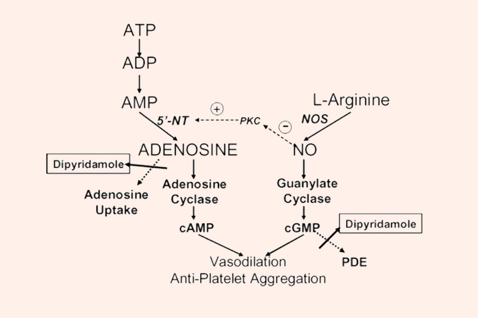 Cơ chế tác dụng của Dipyridamole