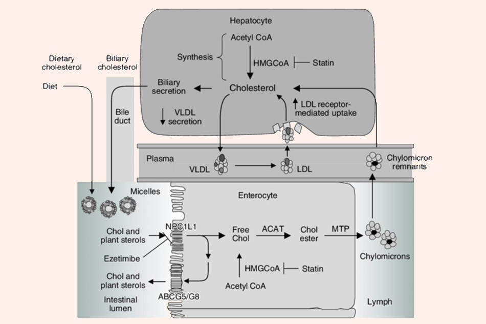 Cơ chế tác dụng của Ezetimibe