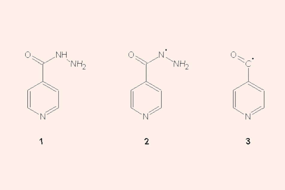Cấu trúc hóa học của Isoniazid cũng như các gốc tự do sinh ra từ Isoniazid