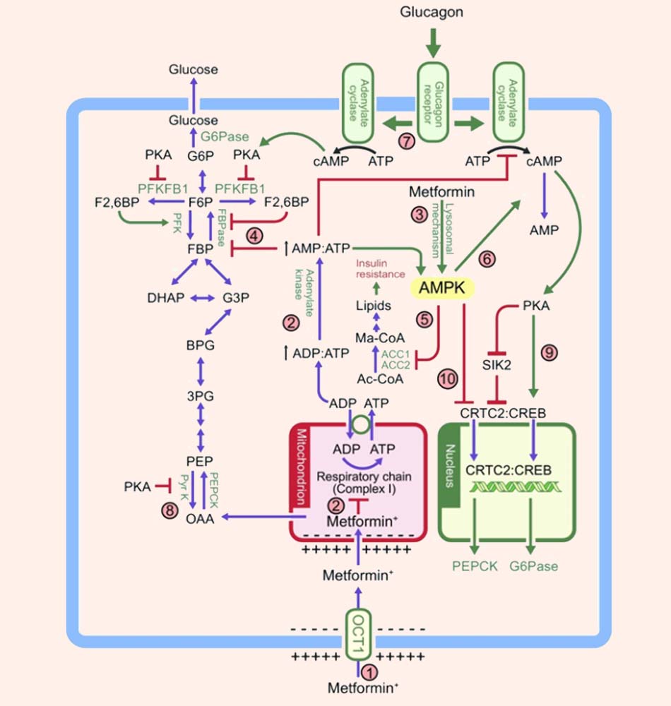 Metformin ảnh hưởng đến chuyển hóa trong tế bào gan thông qua nhiều cơ chế tác dụng
