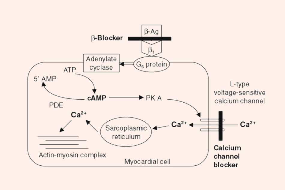 Cơ chế hoạt động của các thuốc chẹn kênh calcium