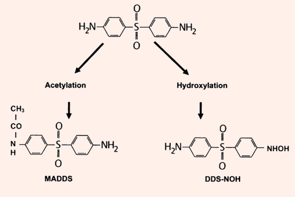 Hai con đường chuyển hóa chính của Dapsone