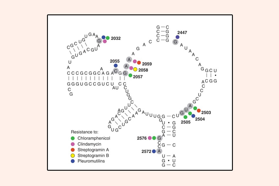 Cấu trúc thứ cấp của peptidyl transferase thuộc miền V của rARN 23S E.coli