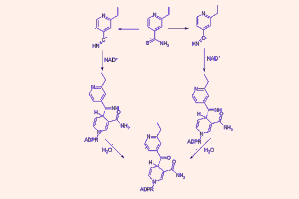 Hai cơ chế hoạt hóa Ethionamide