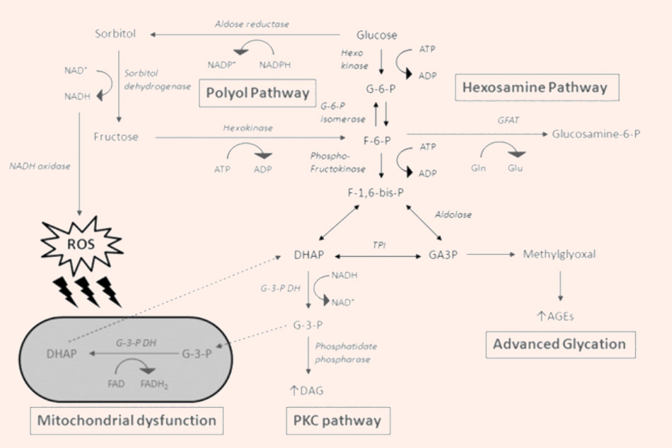 Một số cơ chế tiềm tàng gây ra những tổn thương trong biến chứng vi mạch do đái tháo đường thông qua tăng lượng glucose đi vào con đường polyol