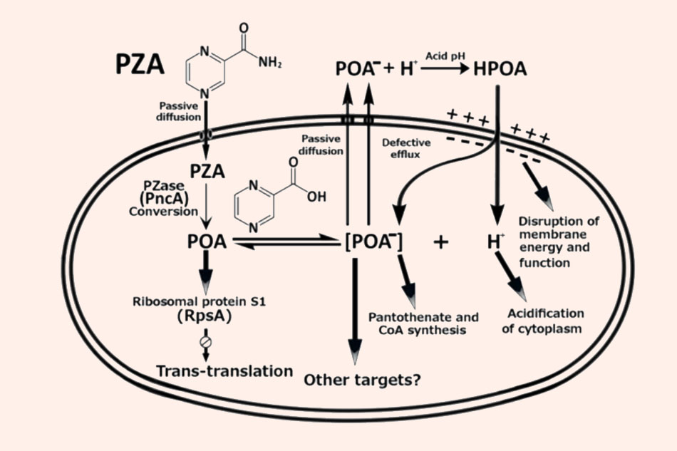 Con đường đi và chuyển hóa của Pyrazinamide trong trực khuẩn lao cùng với cơ chế tác dụng của nó