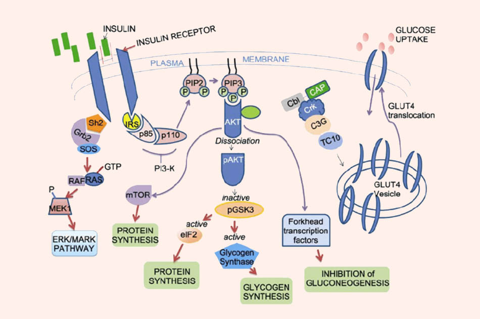 Ví dụ về con đường tín hiệu insulin
