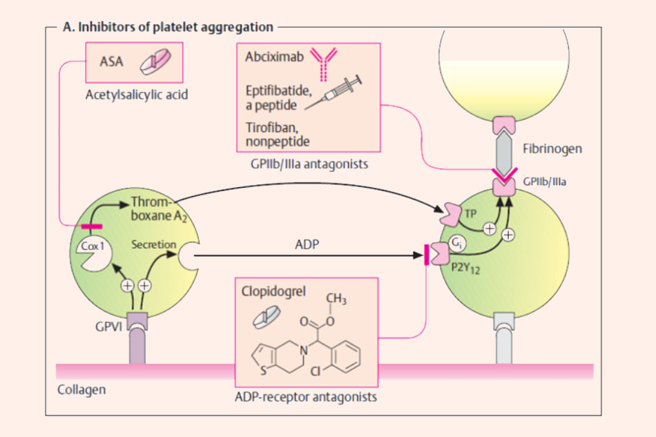 Đích tác dụng của các thuốc ức chế kết tập tiểu cầu
