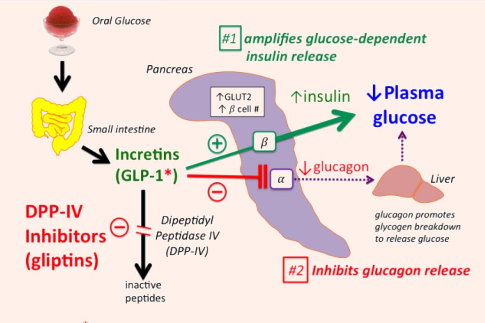 Thuốc ức chế DPP-4 ức chế phân hủy các incretin, kéo dài tác dụng các incretin nội sinh