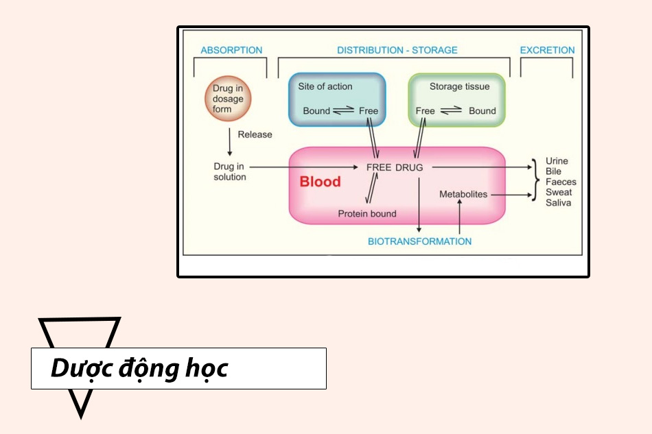 Dược động học của Hydroxyurea