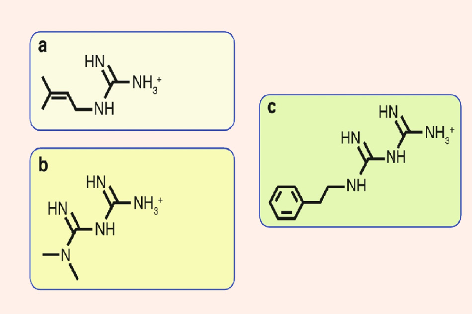 Công thức cấu tạo của galegine (a), Metformin (b) và Phenformin (c)