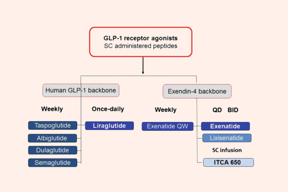 Các thuốc chủ vận thụ thể GLP-1