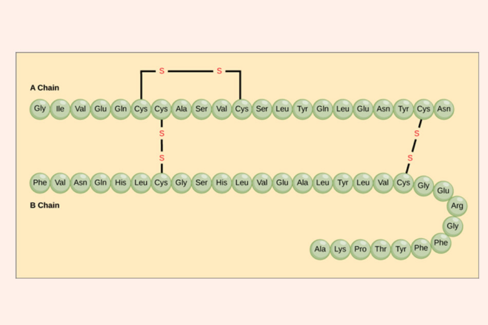 Cấu trúc phân tử của insulin người