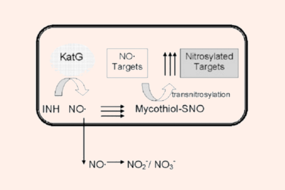 Phản ứng nội bào của gốc NO• sinh ra từ Isoniazid với mycothiol tạo ra S‐nitrosomycothiol