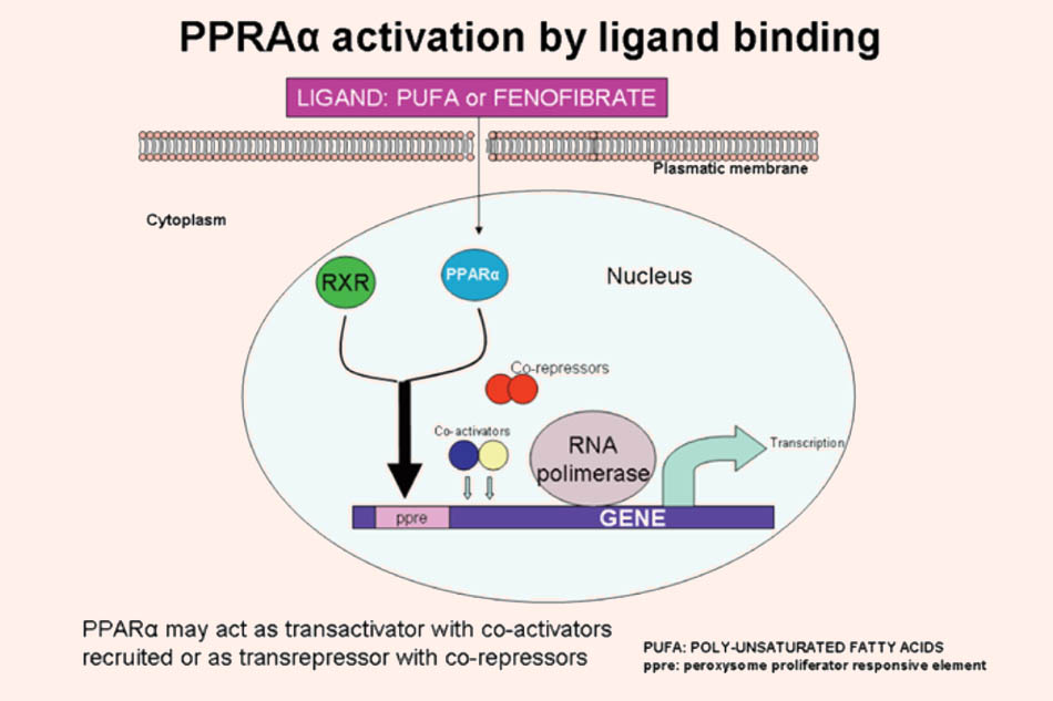 Cơ chế tác dụng của thuốc chủ vận receptor nhân PPAR-α