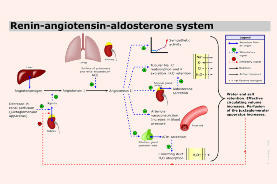 Tóm tắt hoạt động của hệ RAA trong cơ thể