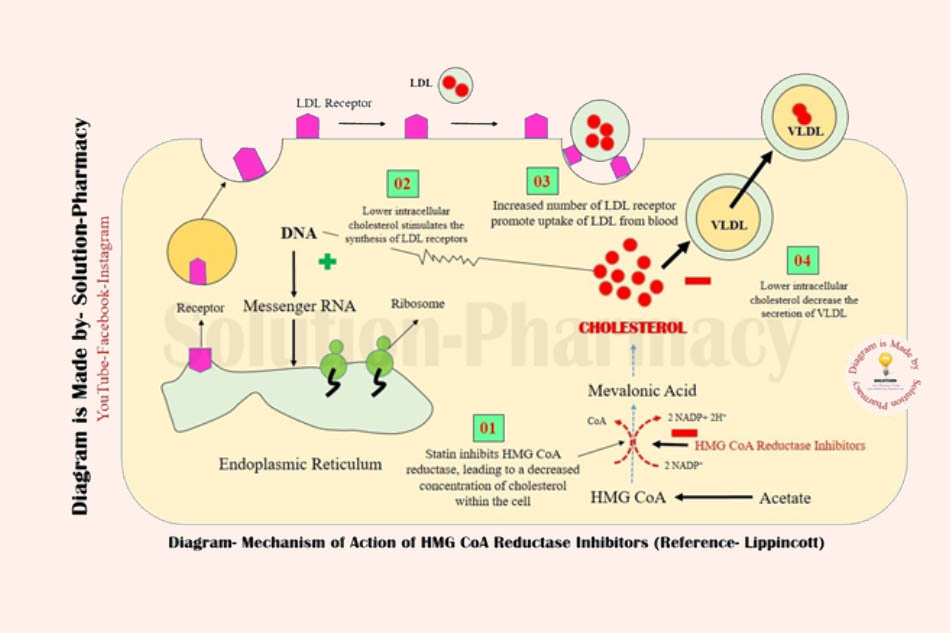 Cơ chế tác dụng của các thuốc statins