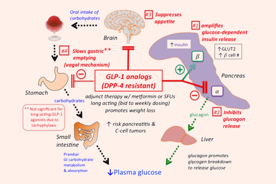 Các tác dụng của thuốc chủ vận thụ thể GLP-1